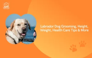 Labrador Dog Grooming