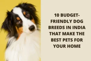 dog breeds in india