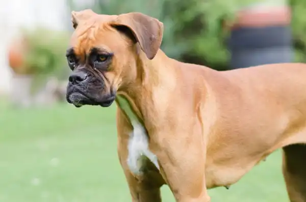 Boxer Guard Dog