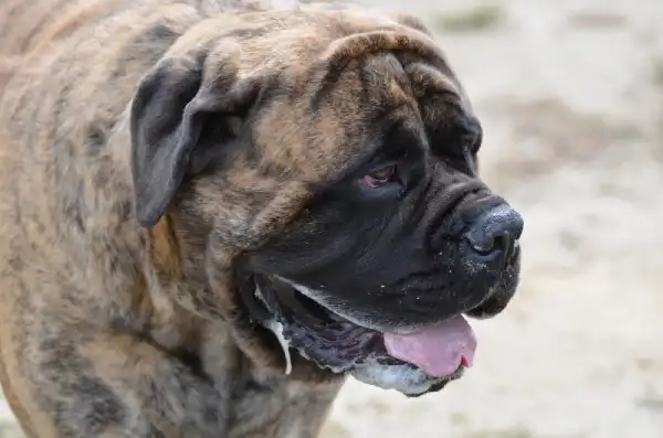 Bullmastiff Guard Dog