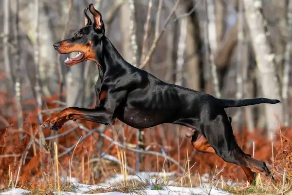 Doberman Guard Dog