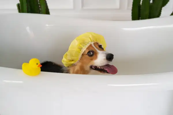 Bath & Brush