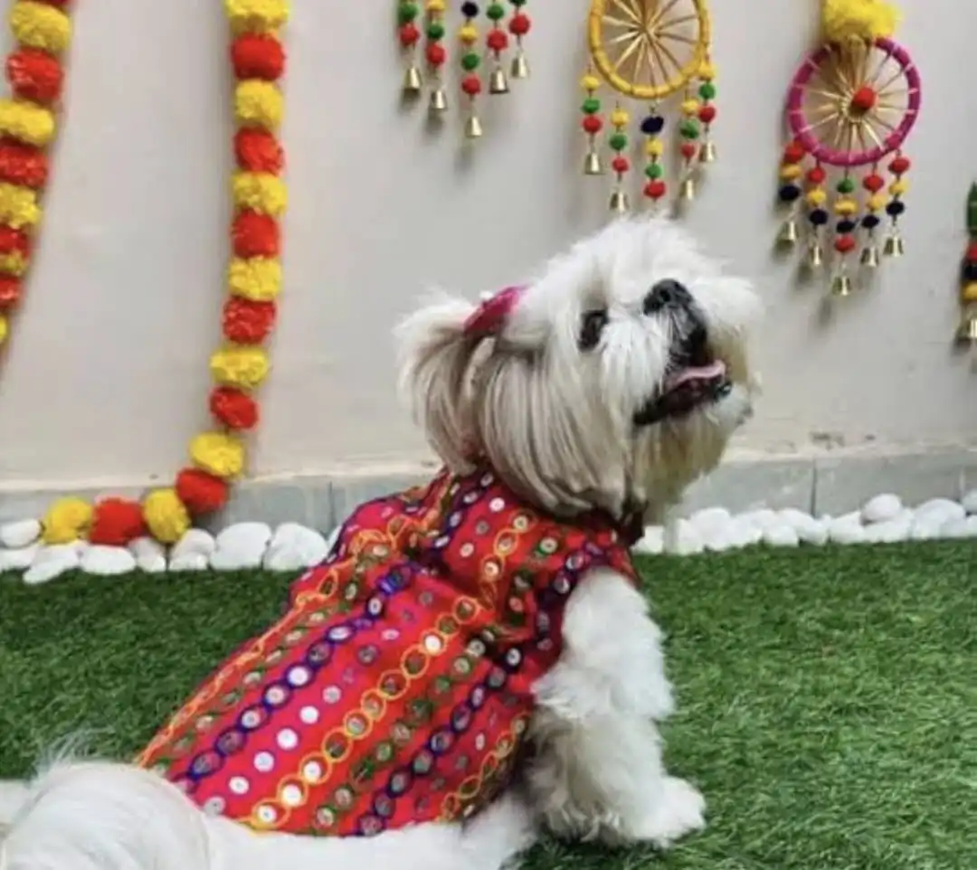 Dog wearing a beautiful Festive outfit from Forevar Paws
