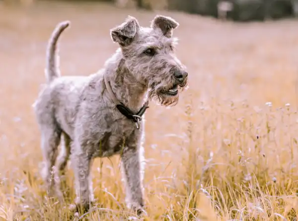 Miniature Schnauzer Guard Dog