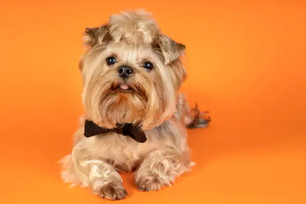 Shih Tzu, Style Trim, 2024-09-05