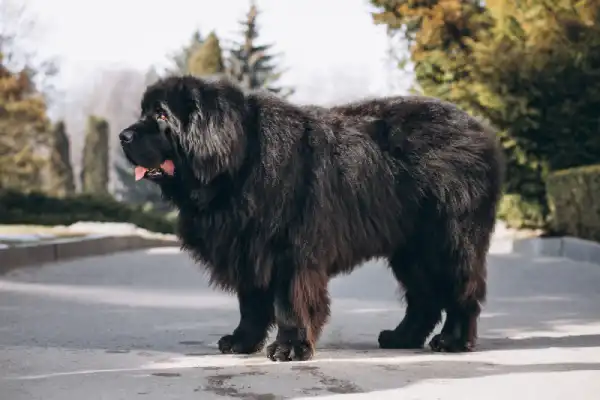 Tibetan Mastiff Guard Dog