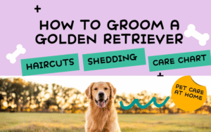 How to Groom a Golden Retriever